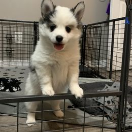Pomsky Puppies from Pomskies 4 Dayz