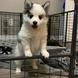 Pomsky Puppies from Pomskies 4 Dayz