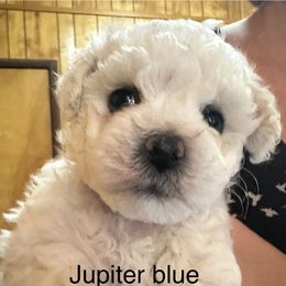 Jemma - White female Bolognese puppy in Fall River Mills, California from Kenalee Farm