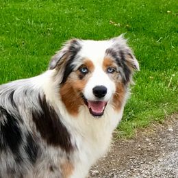 “Gracie Lou” - Australian Shepherd