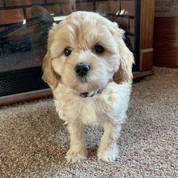 Goldendoodle puppies from Golden B Acres
