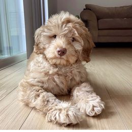 Australian Labradoodle and Labradoodle Puppies from Doodles_Ko
