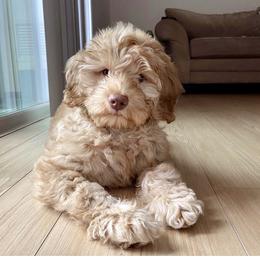 Australian Labradoodle and Labradoodle Puppies from Doodles_Ko