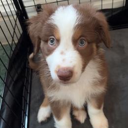 Australian Shepherd Puppies from Aussie Odyssey
