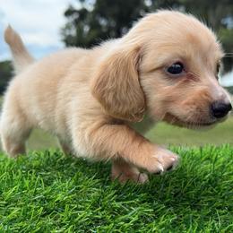 Dapple Cream female - 5000 - Dapple female Dachshund puppy in Apopka, Florida from The HotDog Stand