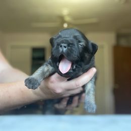 French Bulldog Puppies from Just Us Frenchies