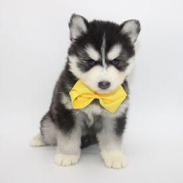 Pomsky Puppies from Florida Pomskies