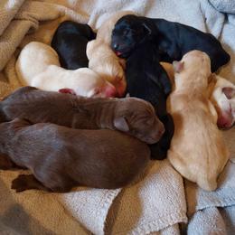 Girl 3 - Chocolate female Labrador Retriever puppy in Burnsville, North Carolina from Cove Mountain Labradors