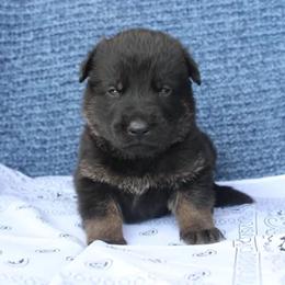Boy 4 - Bi-color male German Shepherd puppy in Republic, Washington from Von Zobel Haus Kennels