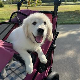 Girl 1 - Molly Pitcher - Light golden Golden Retriever puppy in Millsap, Texas from Cool Oaks Farm