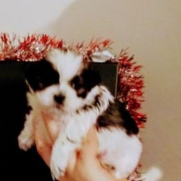 Shichon and Shih Tzu Puppies from Angie’s Teddy Bear Puppies Minnesota
