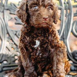 Double Doodle and Labradoodle Puppies from Delightfully Double Doodles