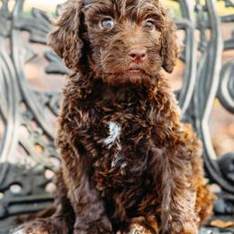 Double Doodle and Labradoodle Puppies from Delightfully Double Doodles