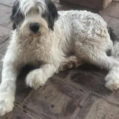 Saint Berdoodle All Grown Up from Harper's Saint Berdoodles