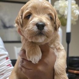 Flash (blue collar) - Apricot male Goldendoodle puppy in Richmond, Virginia from Highland Grove Doodles, LLC