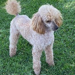 Poodles from Canyon Spring Ranch Poodles