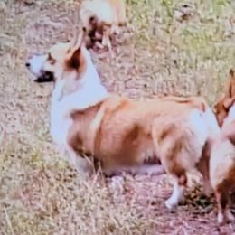 Kitty - Pembroke Welsh Corgi