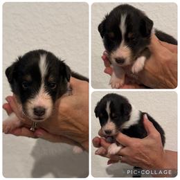 Orange - Black white and tan female Shetland Sheepdog puppy in Katy, Texas from Sherock’s Shelties