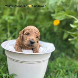 Sunflower - Apricot female Poodle puppy in Atlanta, Texas from Miller Creek Standard Poodles