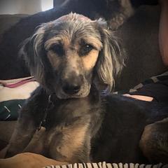 Ellie - Assorted Doodle Crosses