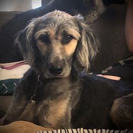 Ellie - Assorted Doodle Crosses