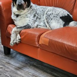 Central Asian Shepherd Dog Puppies from Guardian Dog