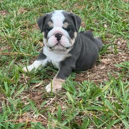 Betty White - Blue tri-color female Bulldog puppy in Lakeland, Florida from Fur Love And Puppies