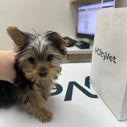 Rose-2800 - Black and tan female Yorkshire Terrier puppy in Surprise, Arizona from Luxury Pups AZ