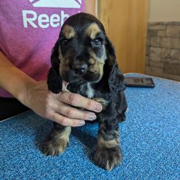 English Cocker Spaniel Puppies from Underwood's English Cocker Spaniels