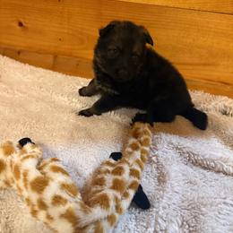 Yellow - Sable female German Shepherd puppy in Andalusia, Alabama from Keisha's German Shepherds