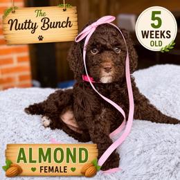 Almond - Chocolate female Goldendoodle puppy in Miami, Florida from Jade’s Paws & Co. Of Miami LLC