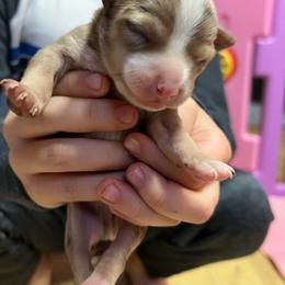 Boy 2 - Chocolate and white male Chihuahua puppy in Matensdale, Iowa from Tammy's Chihuahuas