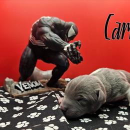 Carnage - Blue white and tan male Rat Terrier puppy in Lynn, Alabama from Cryptic Rat Terriers