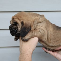 Orange Collar Boy - Red male Bloodhound puppy in Franklin, Indiana from K Creek Farms
