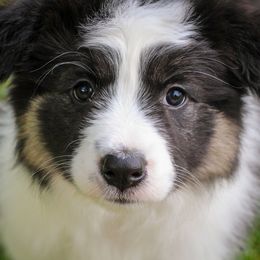 Border Collie Puppies from Element Border Collies