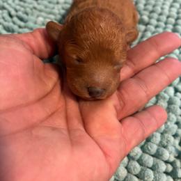 Dark red girl - Red  female Poodle puppy in Burien, Washington from South Sound Doodles