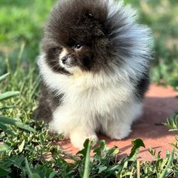 Blue parti - Blue male Pomeranian puppy in Westminster, Colorado from VanityPom’s