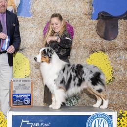 Jessie - Australian Shepherd