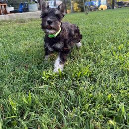 Toby - Black and silver male Miniature Schnauzer puppy in Atoka, Oklahoma from Boggy Depot Cavaliers & Friends