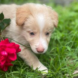Orange Collar - Gold female Border Collie puppy in Gadsden, Alabama from Collie Wood Hills