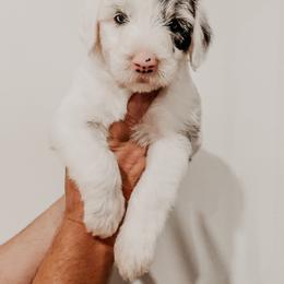 Sheepadoodle Puppies from DOODCompany