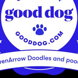 Aussiedoodles and Goldendoodles from BowenArrow Doodles and poodles