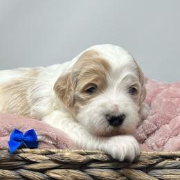 Layla's Blue Male - Parti male Goldendoodle puppy in Great Falls, Montana from Montana Goldendoodles