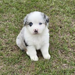 Boy 2 - Blue merle male Australian Shepherd puppy in Lakeland, Florida from Diamond P Australian Shepherds