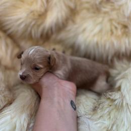 Chase - Cream male Aussiedoodle puppy in Timpson, Texas from Double S Kennel