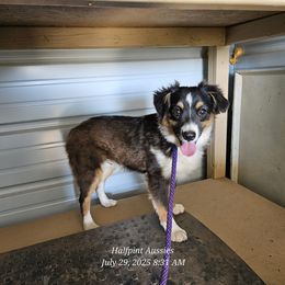 Fred - Black tri male Toy Australian Shepherd puppy in Snowflake, Arizona from Halfpint Aussies