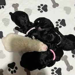 "puppy pile" Poodle Puppies from Willow Lake Mini Pups