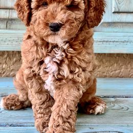 Poodle Puppies from Poodles of Tampa Bay