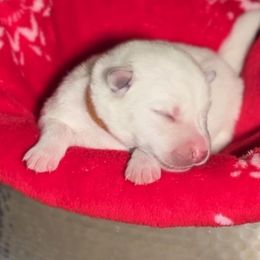 Coconut - White male Siberian Husky puppy in Peoria, Arizona from Snowy Siberians