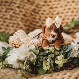 Mouse - Red  Goldendoodle puppy in Riverton, Utah from Utah Doodlebug